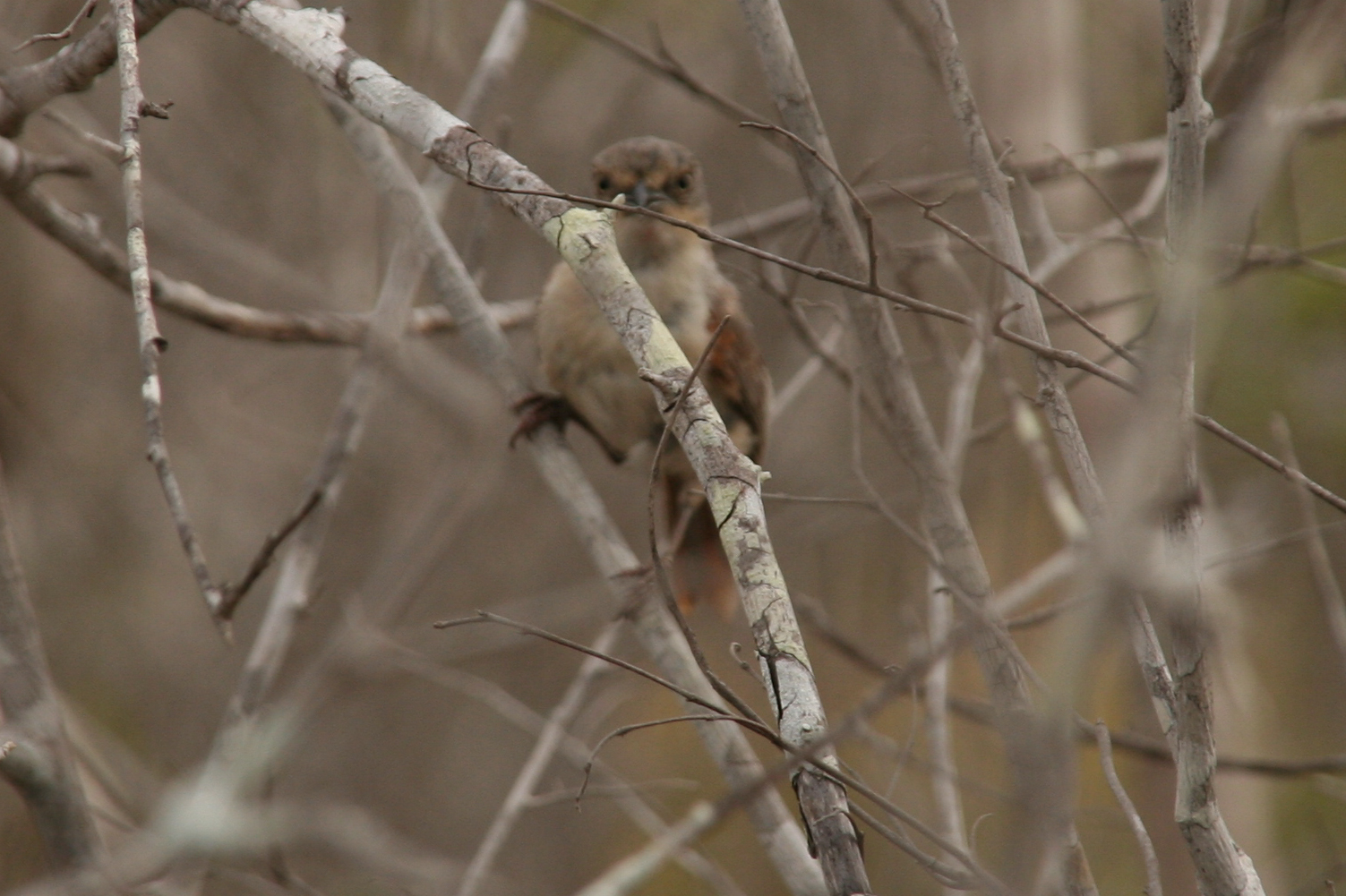 Red-shouldered Vanga (Calicalicus rufocarpalis), photo 8