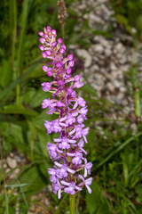 Gymnadenia densiflora