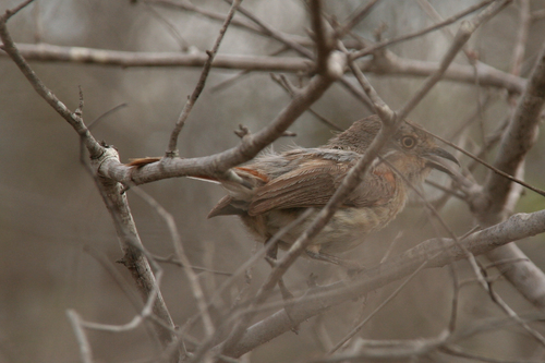 Red-shouldered Vanga (Calicalicus rufocarpalis), photo 8