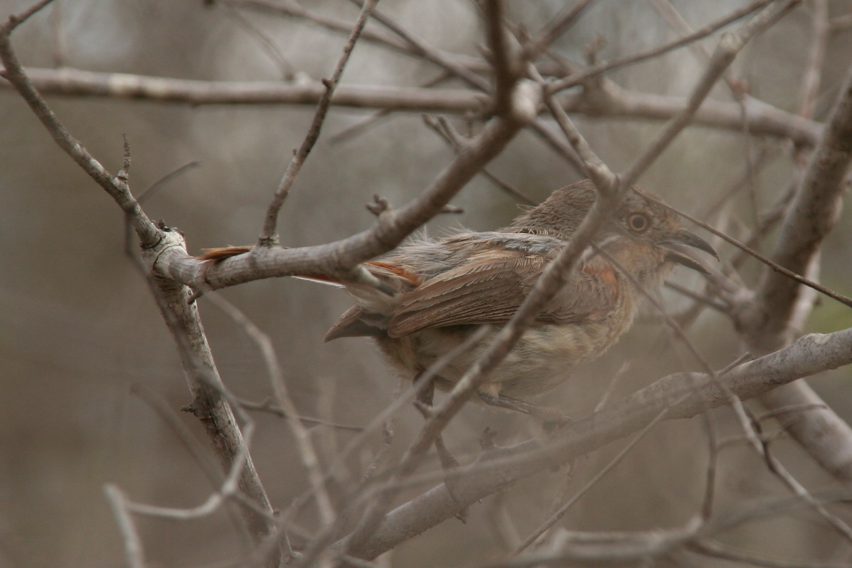 Red-shouldered Vanga (Calicalicus rufocarpalis), photo 7