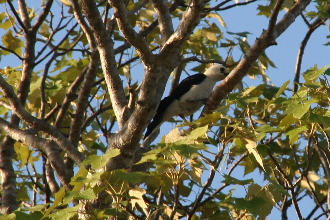 Sickle-billed Vanga illustration