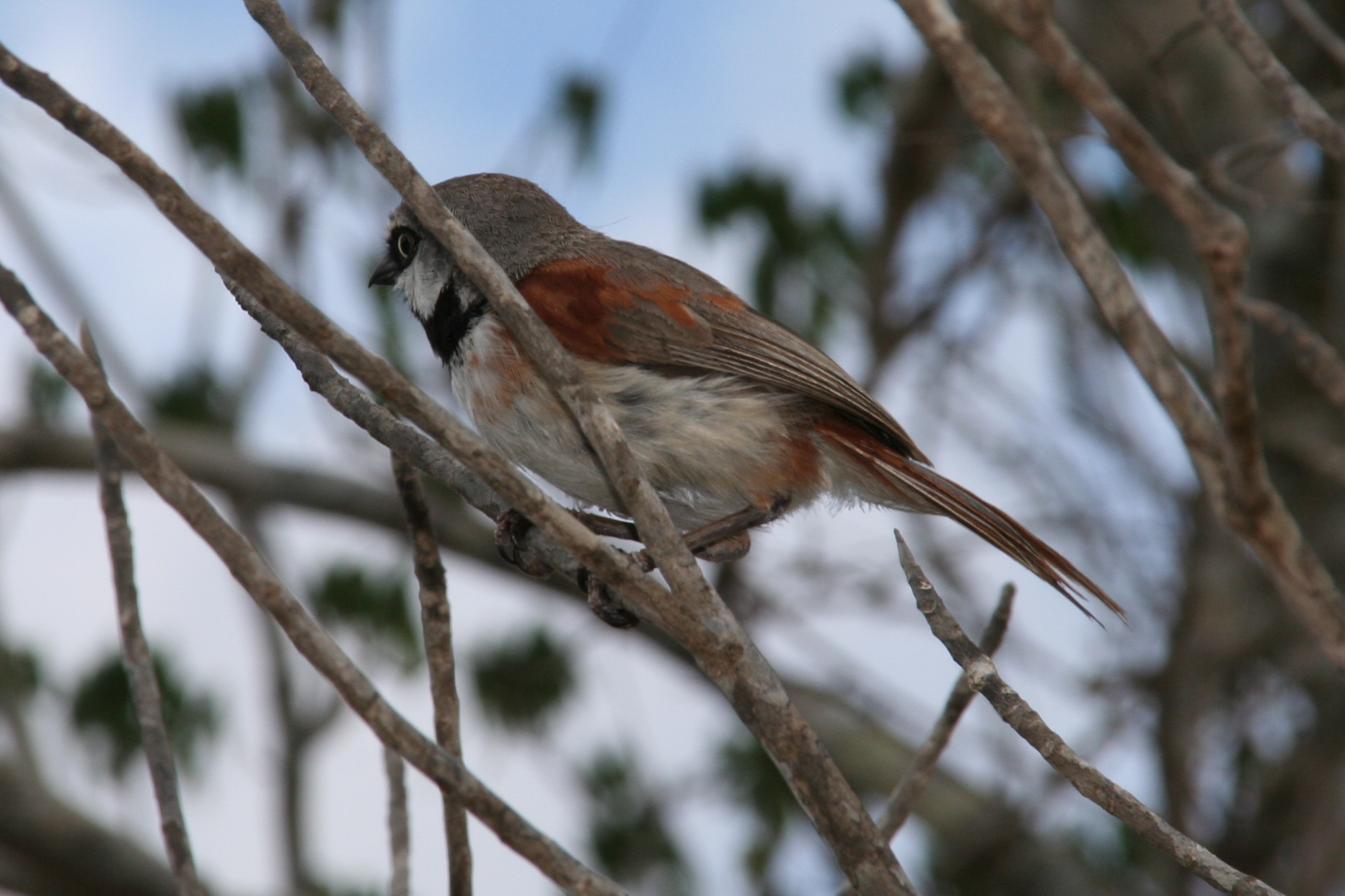 Red-shouldered Vanga (Calicalicus rufocarpalis), photo 10