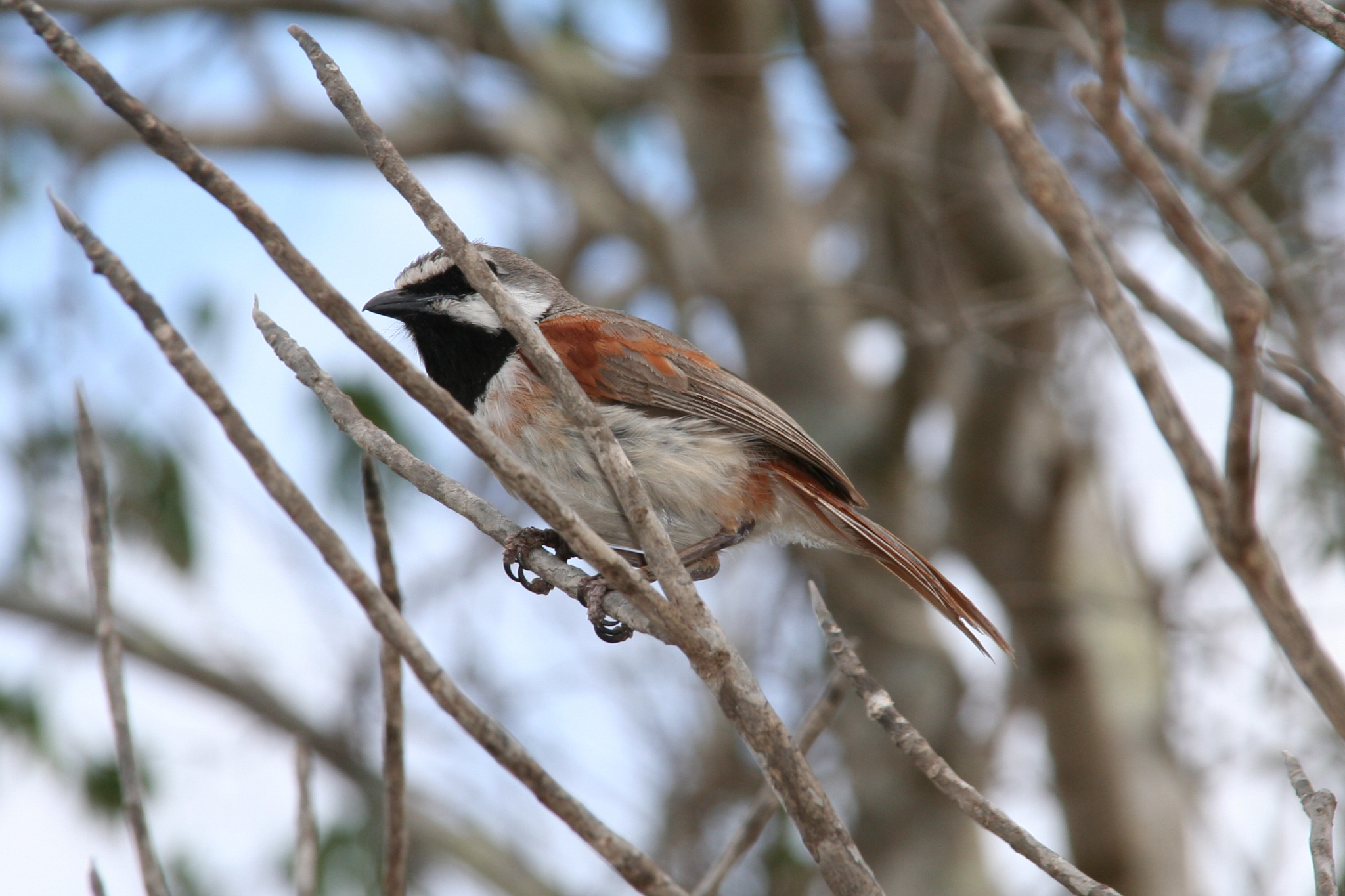 Red-shouldered Vanga (Calicalicus rufocarpalis), photo 9