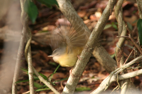 Appert's Tetraka (Xanthomixis apperti), photo 8
