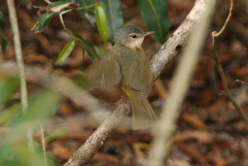 Appert's Tetraka (Xanthomixis apperti), photo 6