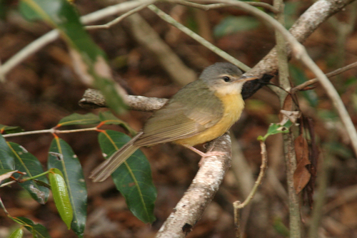 Appert's Tetraka (Xanthomixis apperti), photo 6