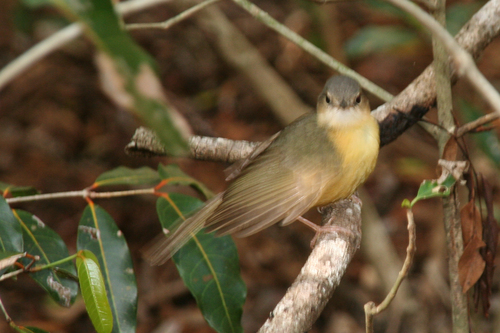 Appert's Tetraka (Xanthomixis apperti), photo 9