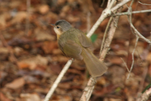 Appert's Tetraka (Xanthomixis apperti), photo 10