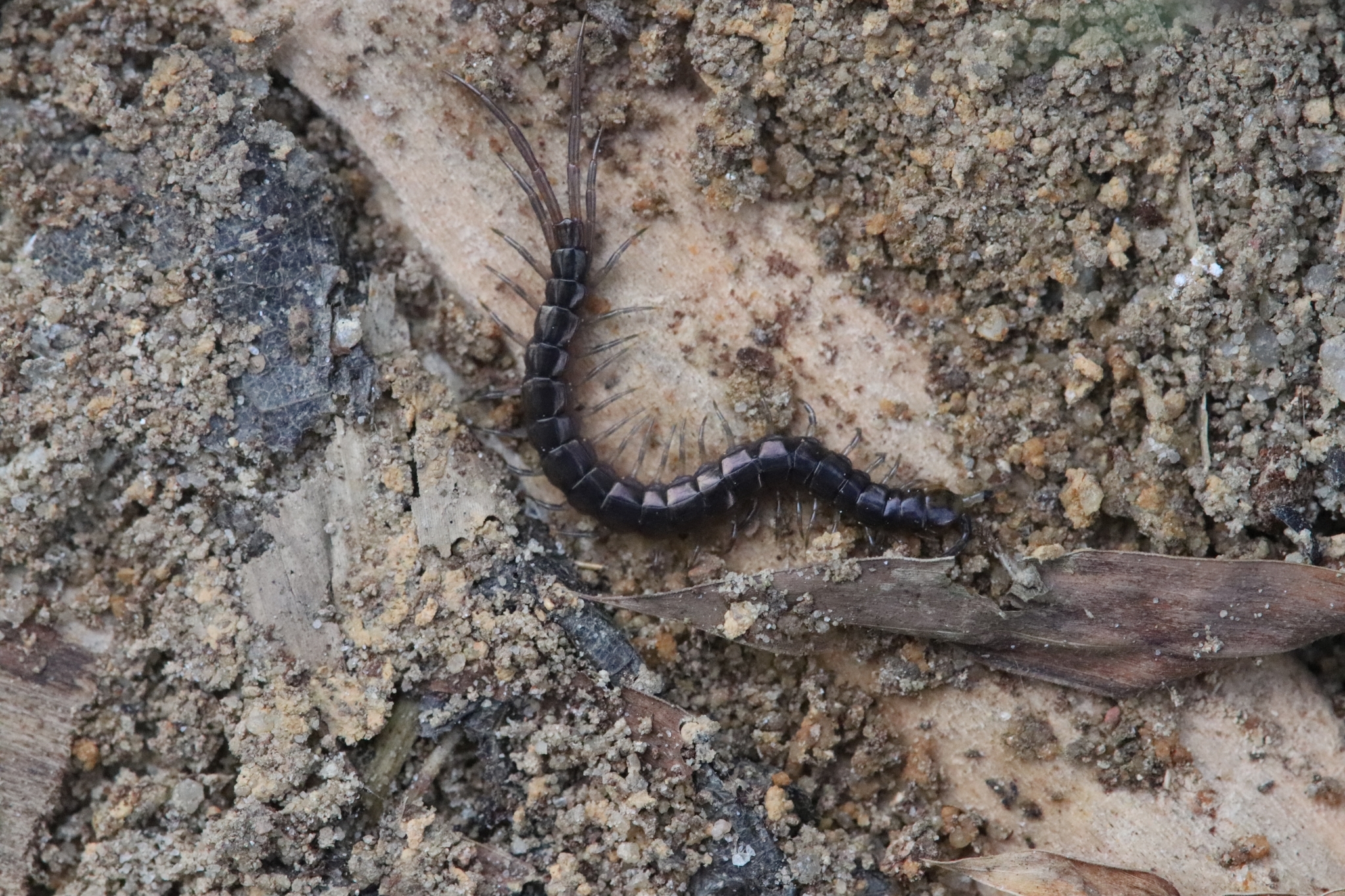 Scolopendra hainana Kronmüller, 2012