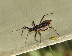 Gminatus australis