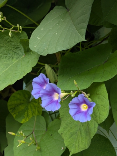 Yellow-Throated Morning Glory (Ipomoea parasitica)
