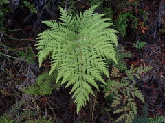 Loxsoma cunninghamii