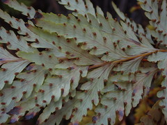 Loxsoma cunninghamii