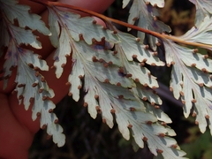 Loxsoma cunninghamii