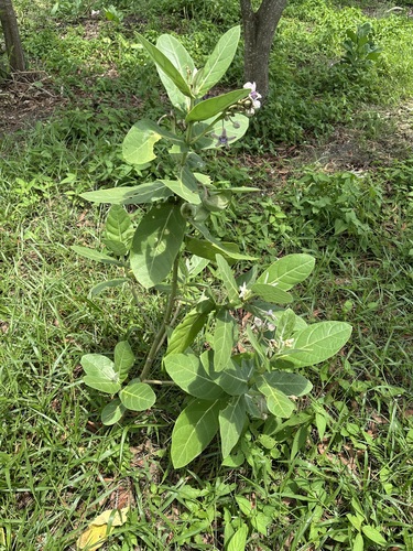 Calotropis gigantea