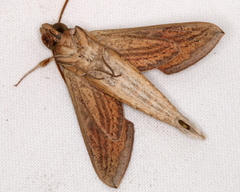 Theretra silhetensis