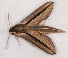 Theretra silhetensis