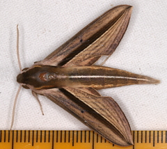 Theretra silhetensis