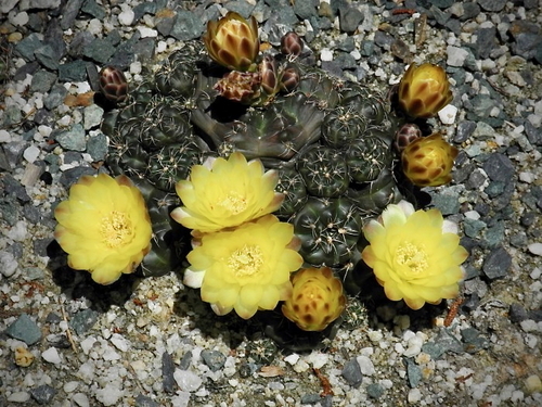 Gymnocalycium andreae