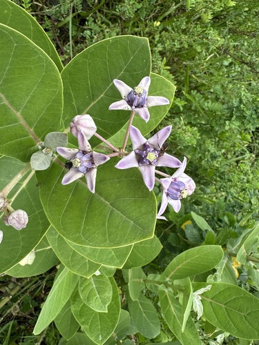 Calotropis gigantea