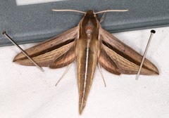 Theretra silhetensis