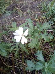 Silene latifolia