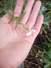 Silene latifolia