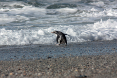 Eudyptes pachyrhynchus