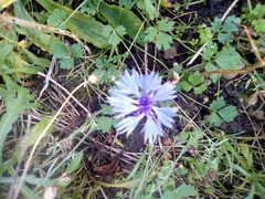 Centaurea cyanus