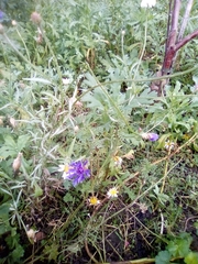 Centaurea cyanus