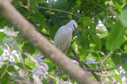 Little Egret