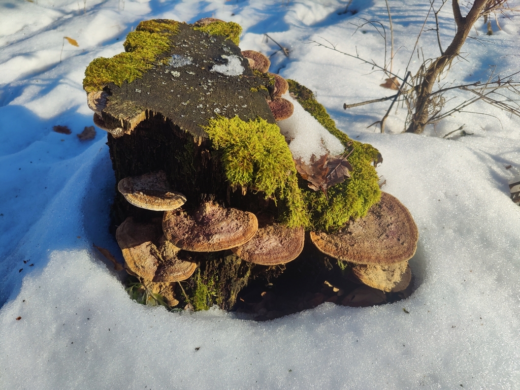Fomitopsis quercina · January 2026 · photo: © carnifex (iNaturalist, cc0)