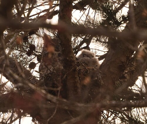 Great Horned Owl photographed in Virginia