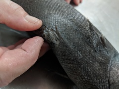 Tetragonurus cuvieri