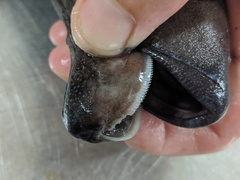 Tetragonurus cuvieri