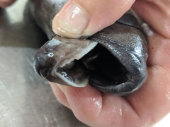 Tetragonurus cuvieri