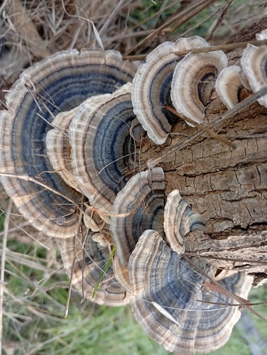 turkey-tail