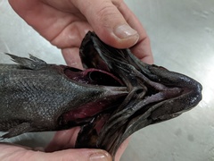 Tetragonurus cuvieri