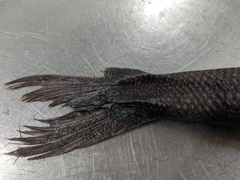 Tetragonurus cuvieri