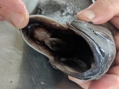 Tetragonurus cuvieri