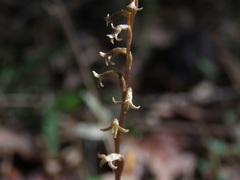 Mesadenus lucayanus