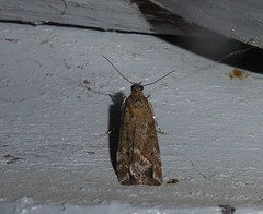 Eudonia submarginalis