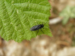 Rhadinoceraea micans