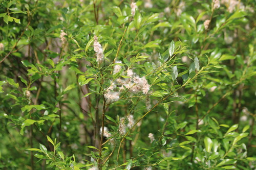 Tea-leaved Willow (Salix phylicifolia)
