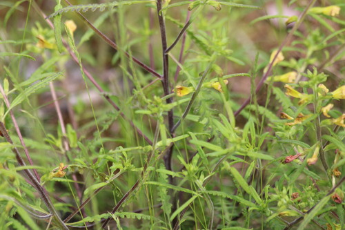 Labrador Lousewort (Pedicularis labradorica)