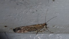 Eudonia submarginalis