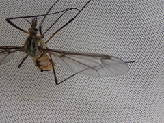 Leptotarsus vulpinus