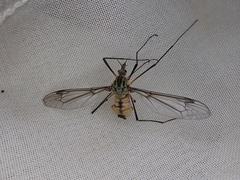 Leptotarsus vulpinus