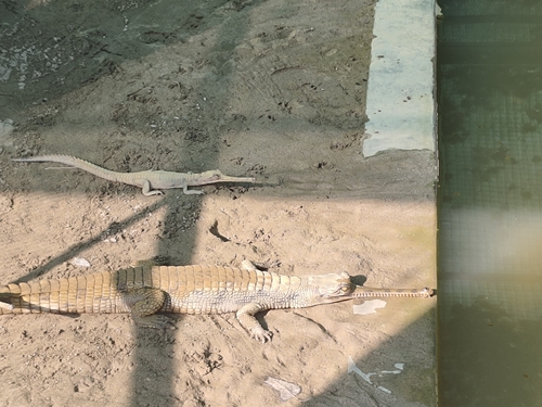 Gharial