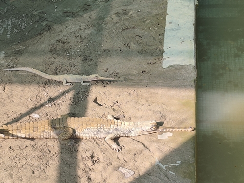 Gharial
